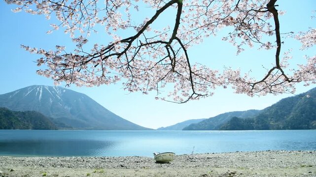 栃木県日光市　千手ヶ浜から見る満開の山桜と男体山と中禅寺湖