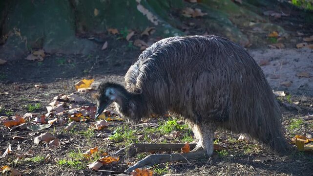 Close up emu resting on a meadow on a sunny day in autumn
