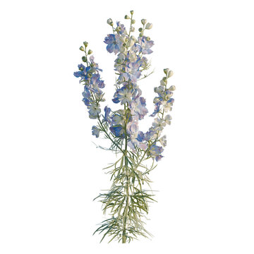 Consolida ajacis tree, elevation, front view, cutout, transparent background, isolate, Delicate sprig of flowering forget-me-nots, detailed botanical illustration, png design element.