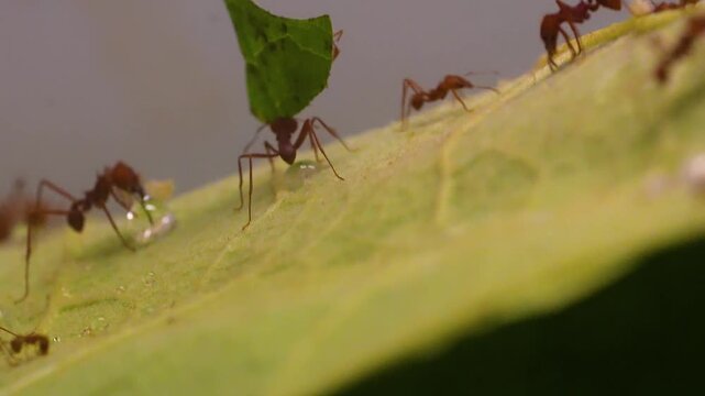 Close up of leaf cutter ants a group standing together working on leaves