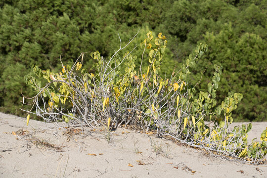 Cionura erecta or Erect Milkweed growing on a dune by  Patara