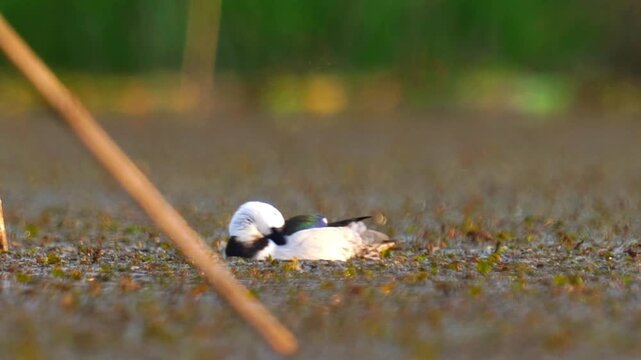 Cotton pygmy goose preening feathers on algae covered pond