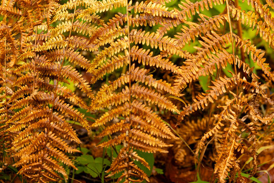 Close-up of "Aquilina" ferns (Pteridophyte) in bracken forest, autumn colors, Monti della Laga, Teramo, Abruzzo, Italy