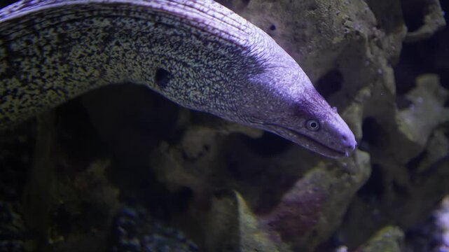 Close up head of a large white leopard eel swimming around beside a coral reef underwater