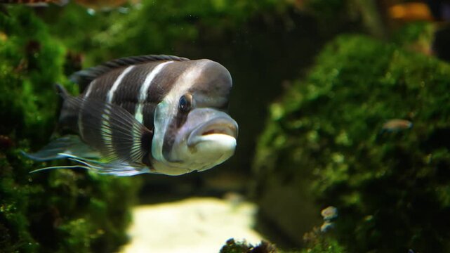 Close up of a humphead cichlid fish floating beside rocks underwater
