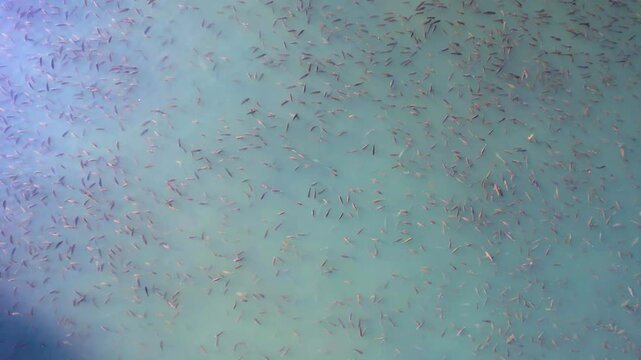School of Small Fish Swimming in Clear Turquoise Water
