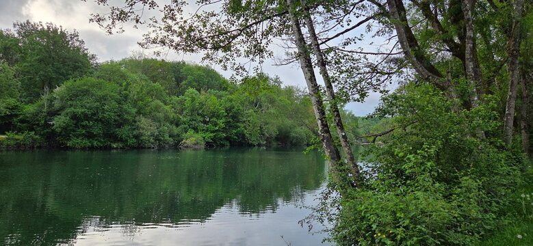 The river flows gently between dense trees, reflecting the sky and greenery like a living mirror. The leaning trunks seem to watch over the water, adding an intimate softness to the scene.