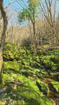 Moss blankets mossy rocks in a quiet forest stream. Ozren Mountain, near Sokobanja, Serbia