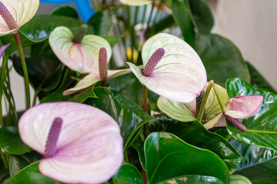 Light Pink Anthurium Flowers with Green Leaves Close-up,Elegant Pink Tailflower Houseplant in Full Bloom,Exotic Flamingo Lily Flowers in a Greenhouse
