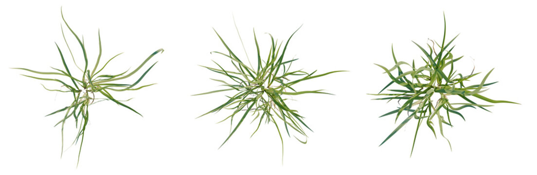 Acorus calamus tree plan, top view, cutout, transparent background, isolate, Green Grass Blades Texture, Close-up View of Natural Blades, Detailed Pattern