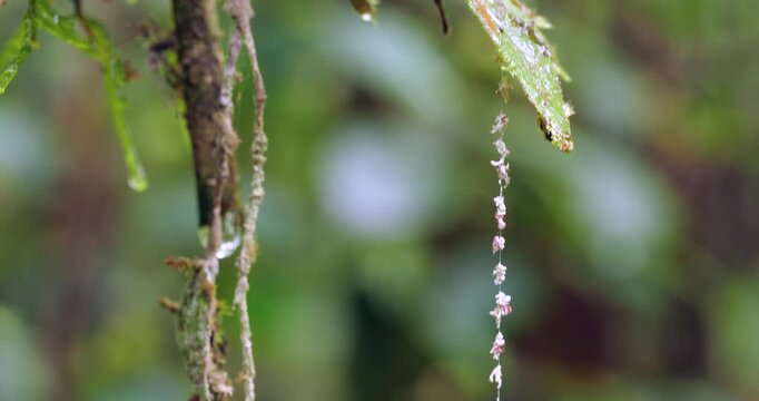 Spider egg case hanging on a long filament, an anti-predator device. Ants can't climb down it easily. In the rainforest, Napo province, Ecuador