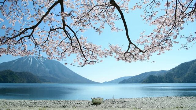 栃木県日光市　千手ヶ浜から見る満開の山桜と男体山と中禅寺湖