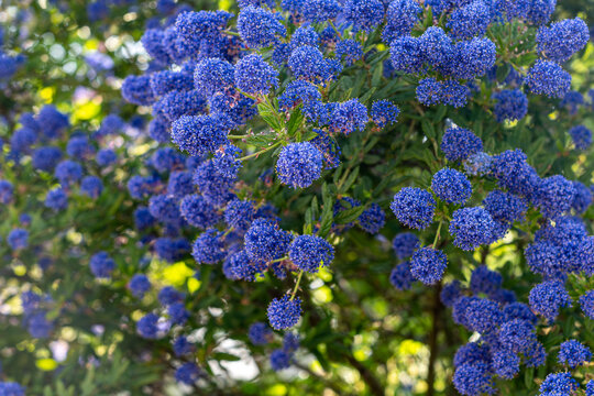 Beautiful blue blossoms of California lilac (Ceanothus) shrub blooming in a sunny garden.Vibrant blue wild lilac bush flowers with dense green leaves in an outdoor park setting.Close-up of bright purp