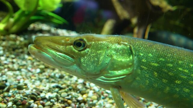 Close up of a small pike fish  head resting along the seabed on the ground in a river underwater