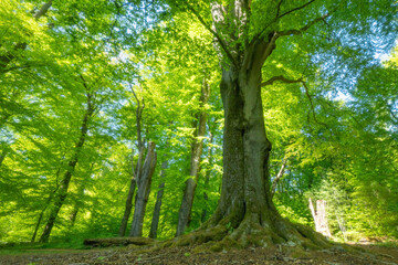 Obraz premium Urwald Sababurg