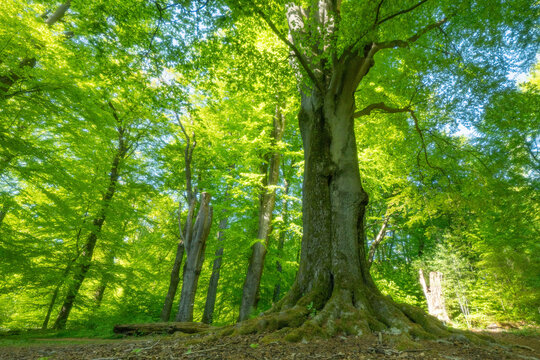 Urwald Sababurg
