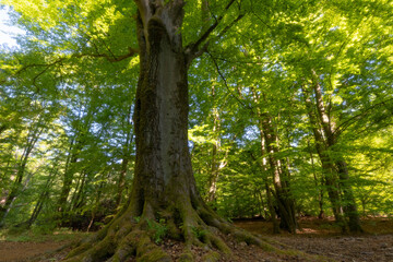 Fototapeta premium Urwald Sababurg