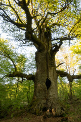 Obraz premium Urwald Sababurg