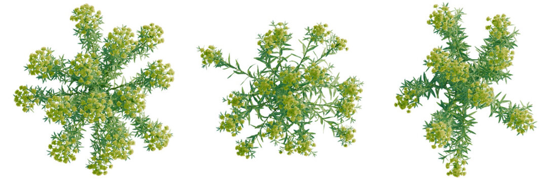 Euphorbia palustris tree plan, top view, cutout, transparent background, isolate, Delicate sprig of blossoming lavender branch close-up, detailed floral texture.