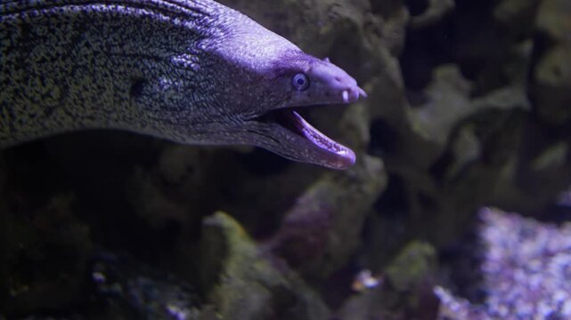 Close up head of a large white leopard eel swimming around beside a coral reef underwater