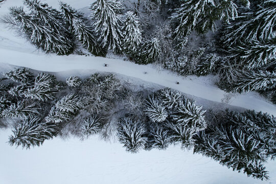 Aerial view of a snowy trail winding through a dense pine forest with people skiing in Grand Paradis, Champery, Valais, Switzerland.