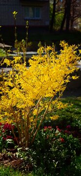 Bright yellow forsythia bush in full bloom surrounded by green foliage and colorful flowers in a residential garden setting during springtime