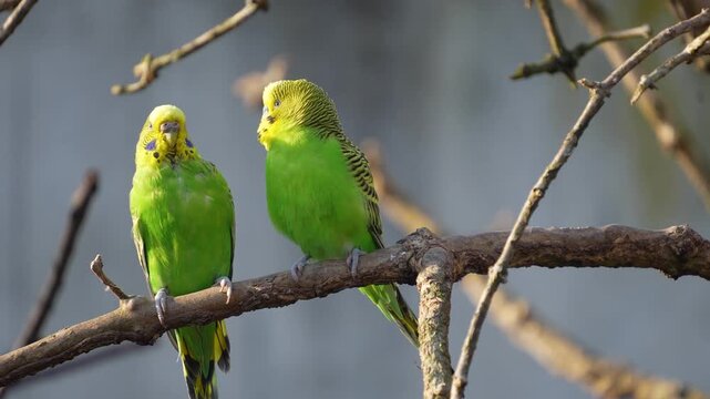 Close up of two green parakeet, budgie birds sitting on a tree branch and interacting on a sunny spring day
