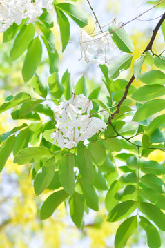 Cassia x nealiae H S Irwin and Barneby, fabaceae or LEGUMINOSAE CAESALPINIOIDEAE or White Rainbow Shower Tree or white flower