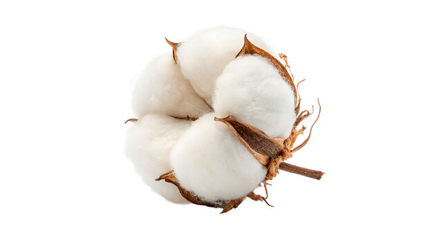 Natural white cotton flower bud with a brown husk for organic textile and nature beauty concepts