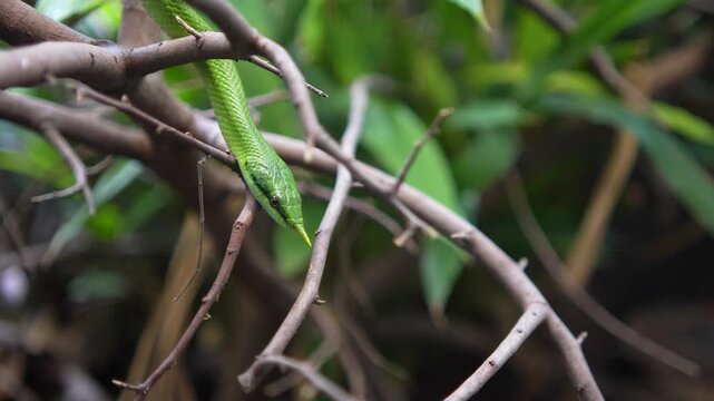 close view of a Rhinoceros ratsnake head with it's tongue coming out and crawling pn a tree