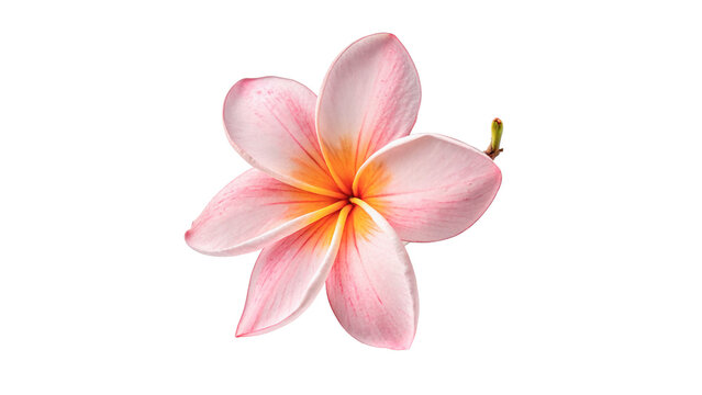 Beautiful pink plumeria flower with green leaves for tropical nature and spa wellness beauty treatment concepts