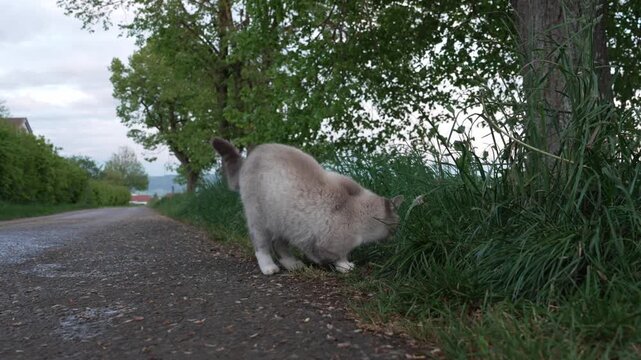 A cream-colored three-legged domestic cat outdoors on a quiet rural road beside tall grass, seen in soft natural light with a blurred countryside background. 