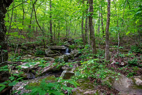Forest scene with tiny waterfall