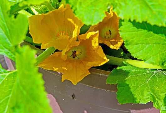 Bees inside blooms