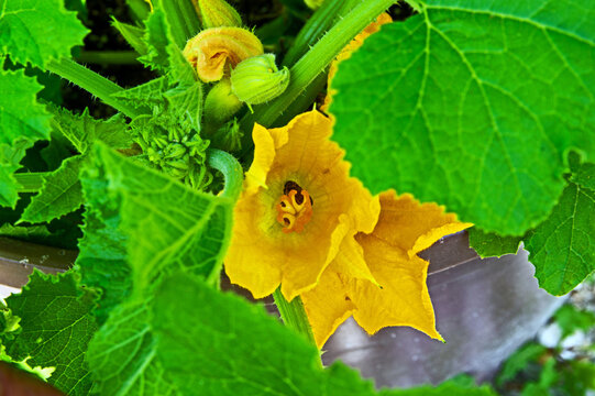 Gathering pollen inside bloom