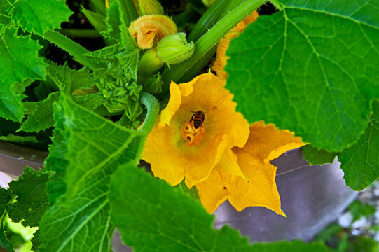 Trumpet-shaped zucchini blossom with a bee