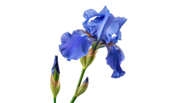 Beautiful blue iris flowers for floral garden nature and romantic celebration gift decoration and beauty concepts