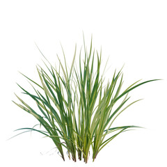Fototapeta premium Acorus calamus tree, elevation, front view, cutout, transparent background, isolate, Detailed close-up of lush green grass, showcasing vibrant textures and intricate details.