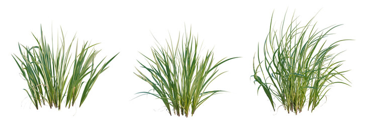 Fototapeta premium Acorus calamus tree, elevation, front view, cutout, transparent background, isolate, Lush green grass blades texture, detailed organic nature background, vibrant summer meadow closeup.