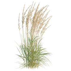 Fototapeta premium Calamagrostis acutiflora tree, elevation, front view, cutout, transparent background, isolate, Lush Green Grass Blades Close-Up, Vibrant Texture, Natural Background, High Detail
