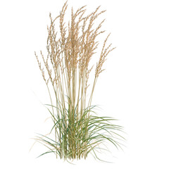 Fototapeta premium Calamagrostis acutiflora tree, elevation, front view, cutout, transparent background, isolate, Lush Green Grass Blades Close-Up, Vibrant Texture, Natural Background, High Detail
