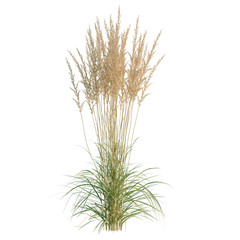 Fototapeta premium Calamagrostis acutiflora tree, elevation, front view, cutout, transparent background, isolate, Lush Green Grass Field Texture, Natural Background, Nature Backdrop, Scenic Landscape