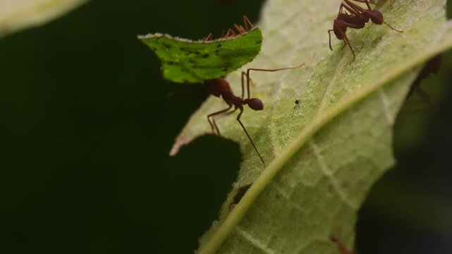 Close up of leaf cutter ants a group standing together working on leaves