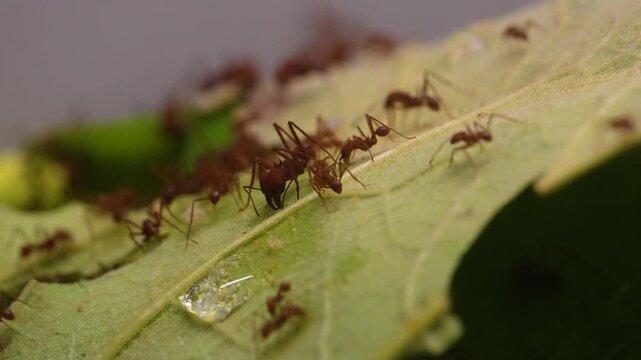 Close up of leaf cutter ants a group standing together working on leaves