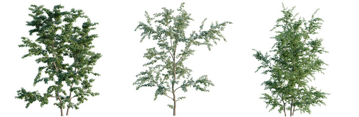 Obraz premium Crataegus monogyna tree, elevation, front view, cutout, transparent background, isolate, Detailed green conifer tree isolated on a transparent background, perfect for design elements.