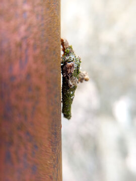 This fascinating macro photograph captures a bagworm moth larva (Psychidae) in its protective case, attached to a weathered, rusty surface