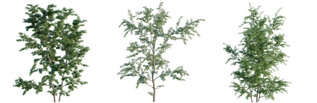 Crataegus monogyna tree, elevation, front view, cutout, transparent background, isolate, Detailed green conifer tree isolated on a transparent background, perfect for design elements.