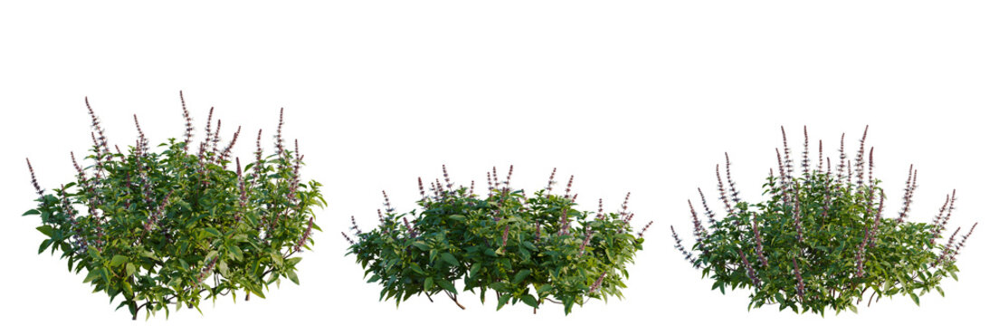 Ocimum basilicum tree, elevation, front view, cutout, transparent background, isolate, Fresh Basil Leaves Close-Up, Culinary Herb, Natural Food Ingredient, Healthy Eating, Food Photography