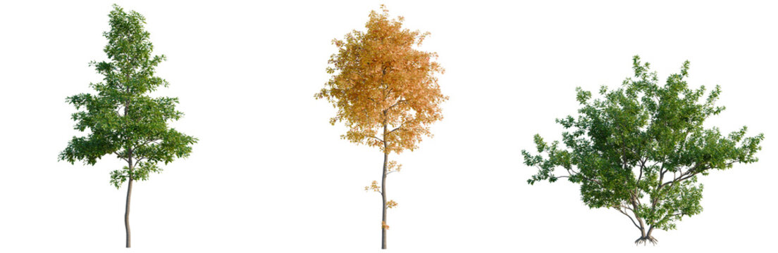 Sassafras albidum tree, elevation, front view, cutout, transparent background, isolate, Isolated green tree with vibrant foliage, detailed branches, perfect for nature themes and design elements.