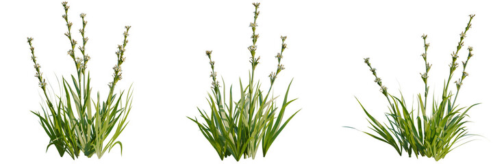 Fototapeta premium Sisyrinchium striatum tree, elevation, front view, cutout, transparent background, isolate, Lush Green Grass Field, Detailed Texture, Natural Landscape, Serene Environment, High-Resolution Image
